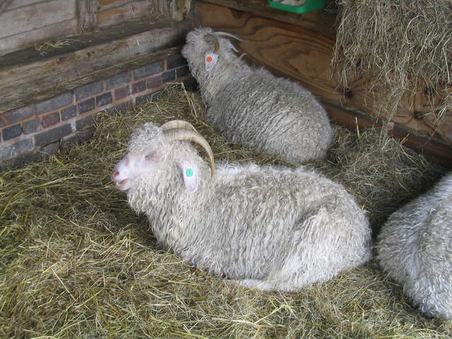 llamafarm 006.jpg