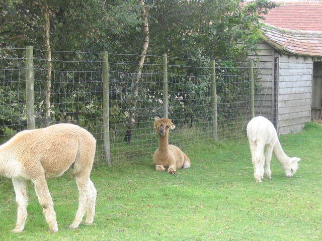 llamafarm 007.jpg