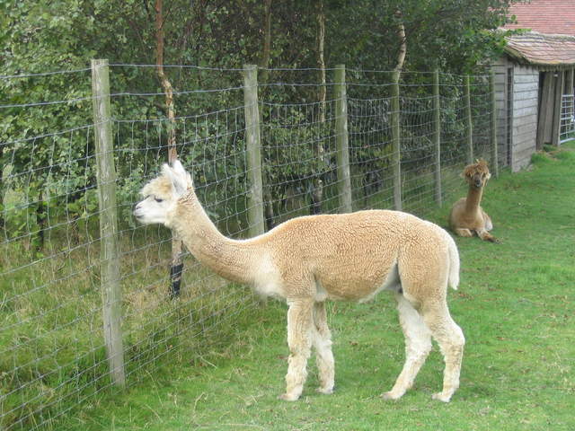 llamafarm 008.jpg