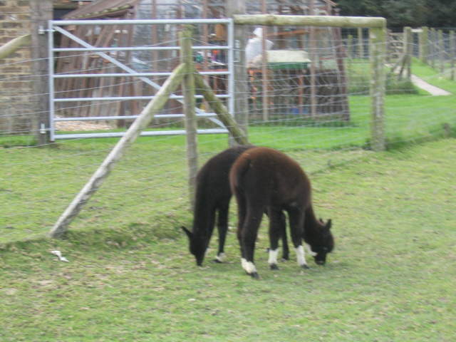 llamafarm 009.jpg