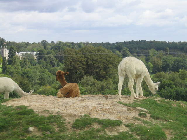 llamafarm 010.jpg