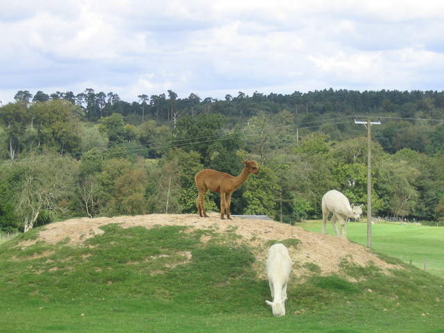 llamafarm 011.jpg