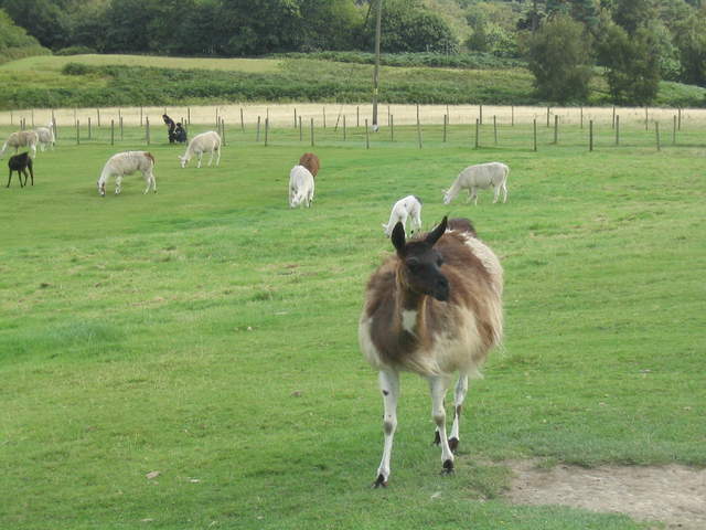 llamafarm 012.jpg