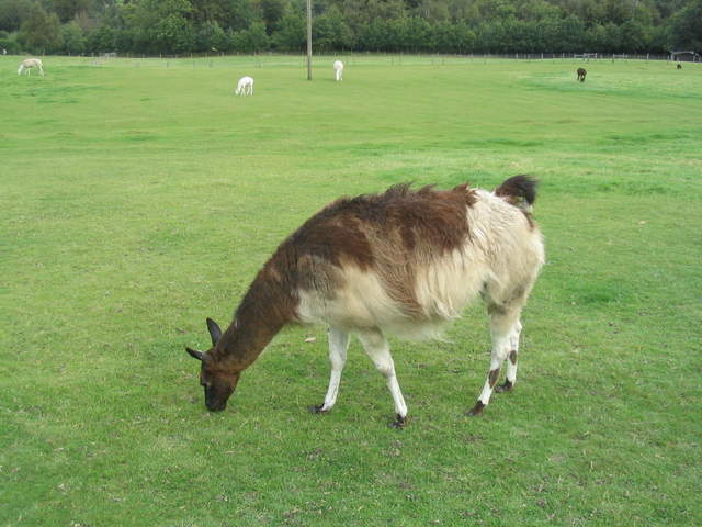 llamafarm 016.jpg