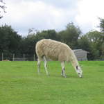 llamafarm 017.jpg