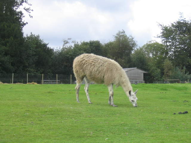 llamafarm 017.jpg
