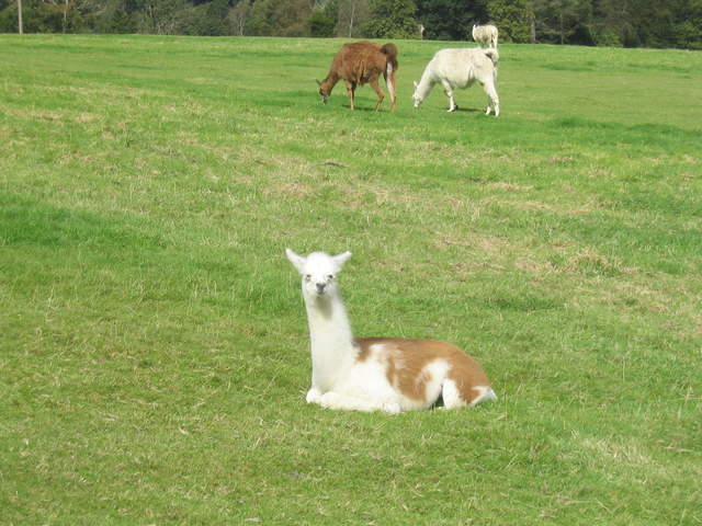 llamafarm 020.jpg
