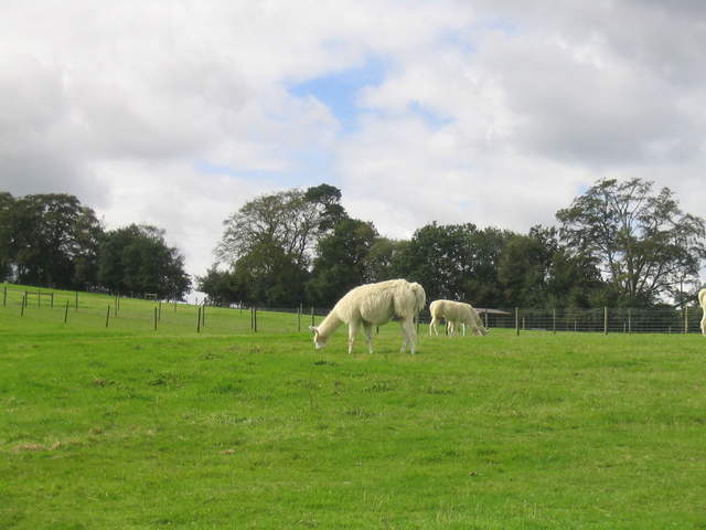 llamafarm 021.jpg