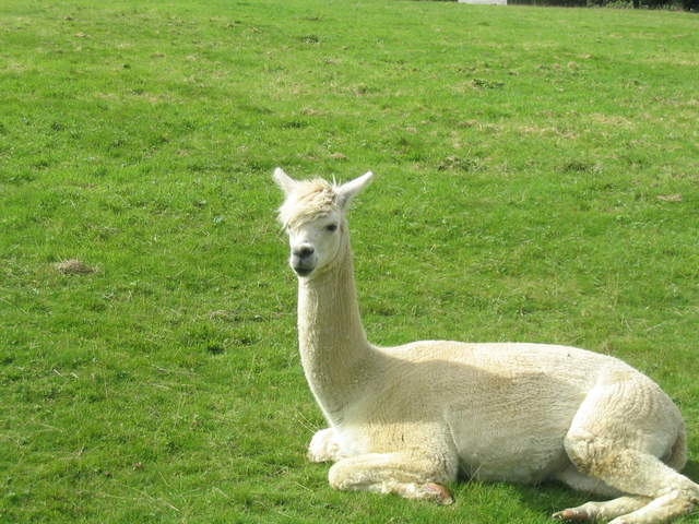 llamafarm 023.jpg