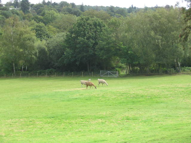 llamafarm 027.jpg