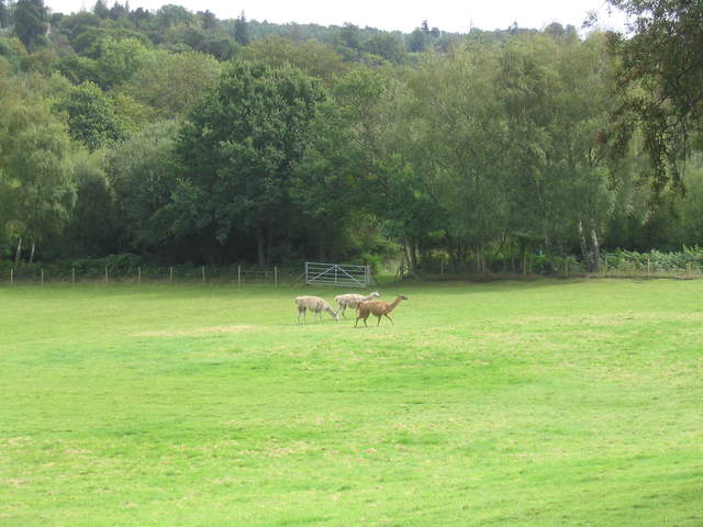 llamafarm 028.jpg