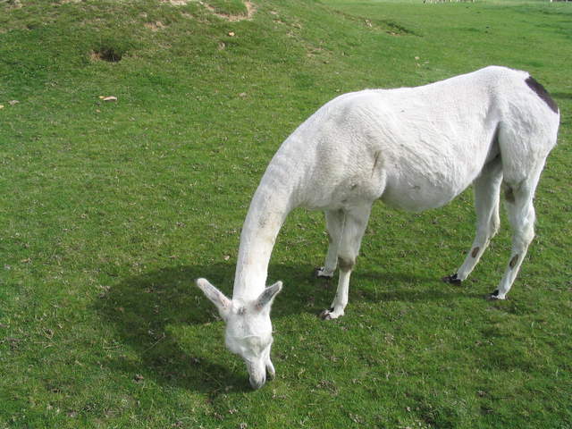 llamafarm 034.jpg