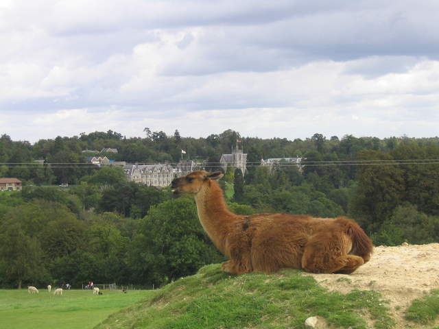 llamafarm 035.jpg
