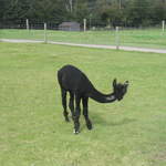 llamafarm 038.jpg
