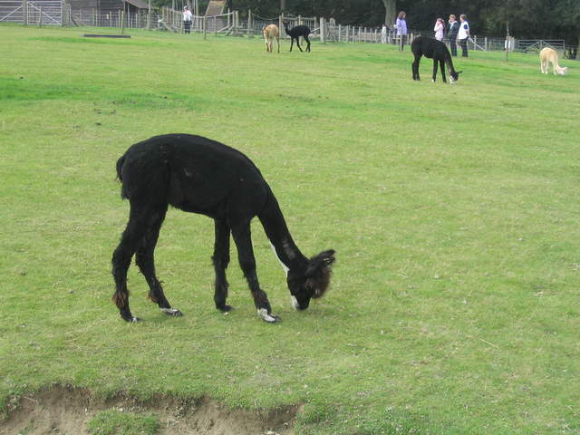 llamafarm 039.jpg
