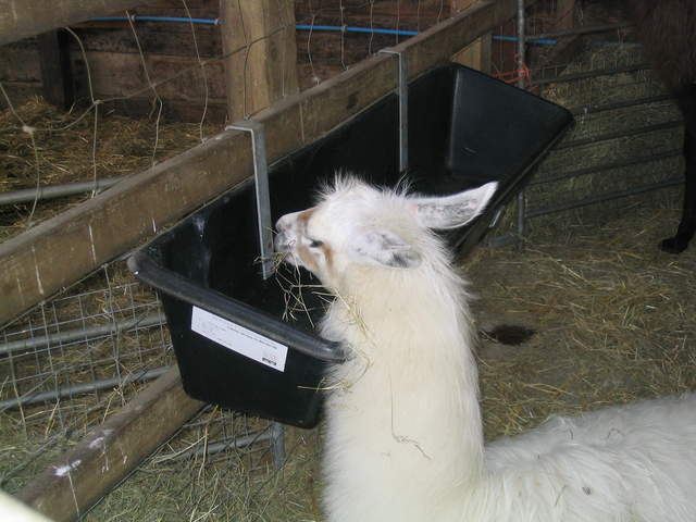 llamafarm 044.jpg