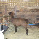 llamafarm 045.jpg