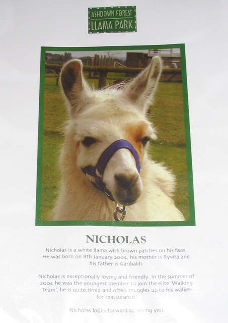 Nicholas-Llama-Certificate.jpg