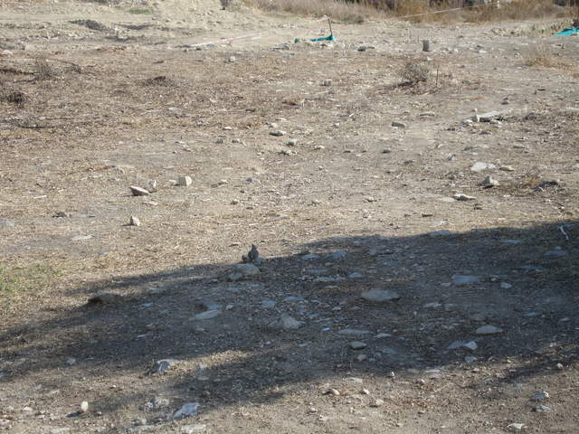 I swear, there was a lizard there a second ago