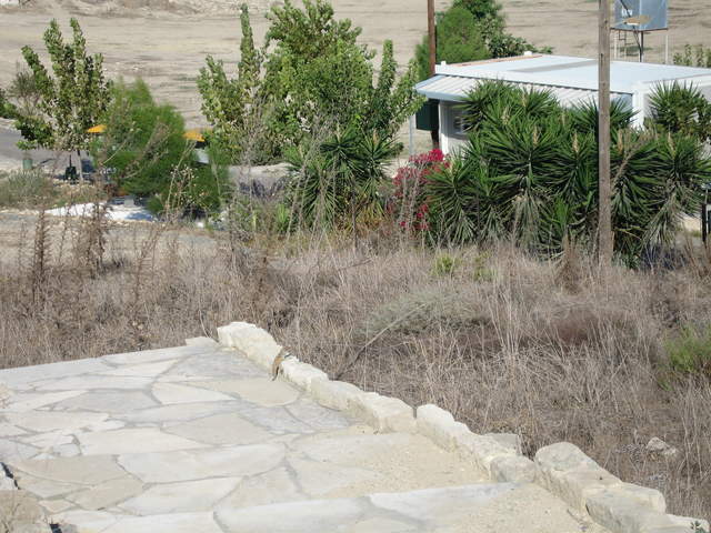 Lizard