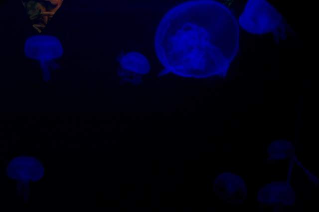 DCP_3435.JPG