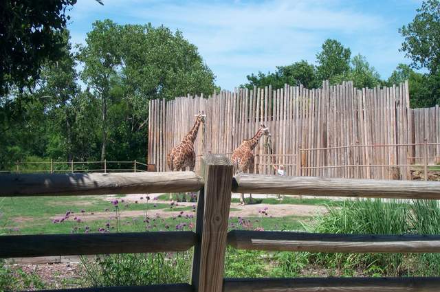 DCP_3458.JPG