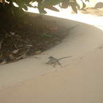 Oh look he spotted a small lizard around the pool area
