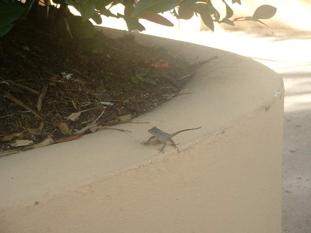 Oh look he spotted a small lizard around the pool area