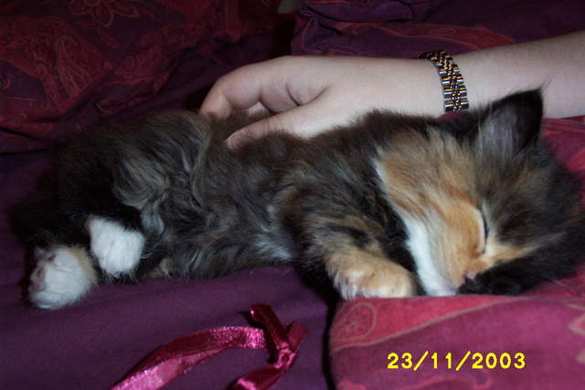 Picture_0284.jpg