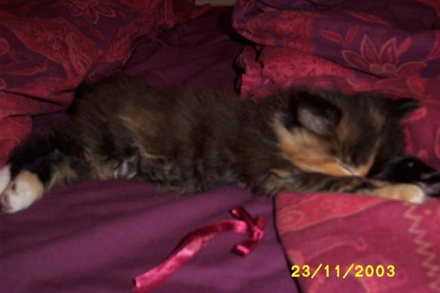 Picture_0286.jpg