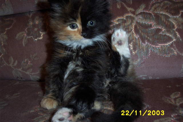 Picture_0291.jpg