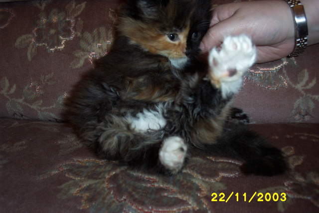 Picture_0292.jpg