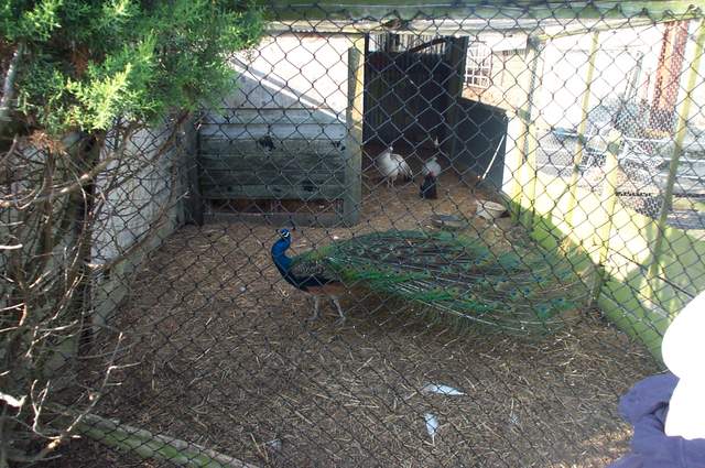 Peacock