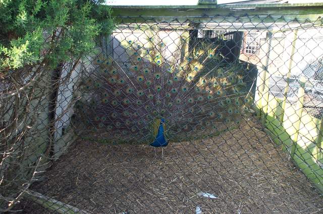 Peacock