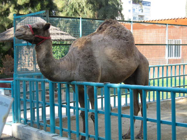 Clive the camel