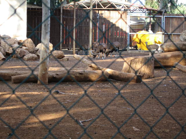 Mouflon!