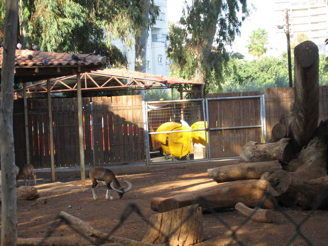 Mouflon!