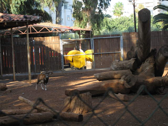 Mouflon!