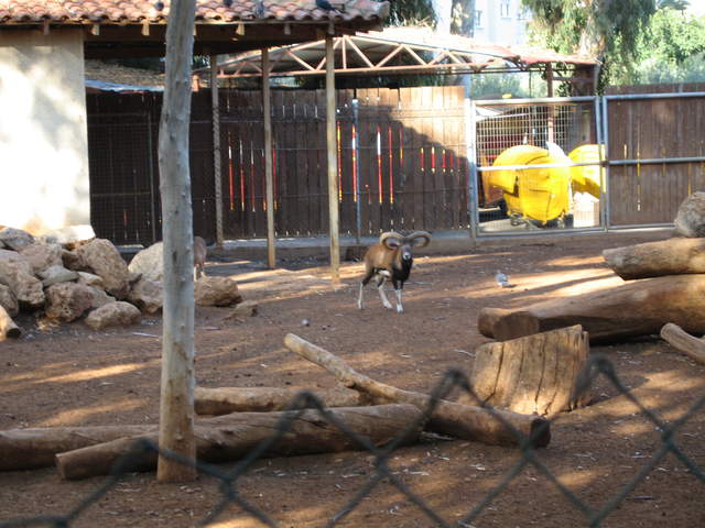 Mouflon!