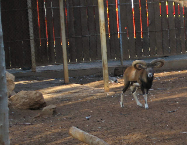Mouflon!