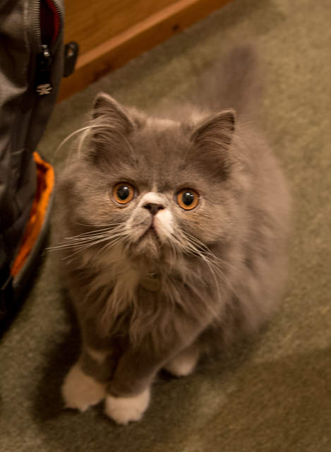 archie-3.jpg