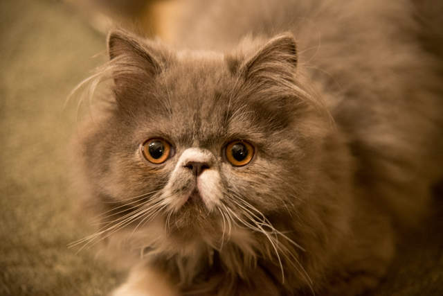 archie-6.jpg
