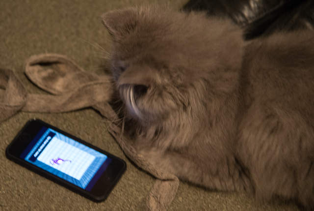 archie-1.jpg