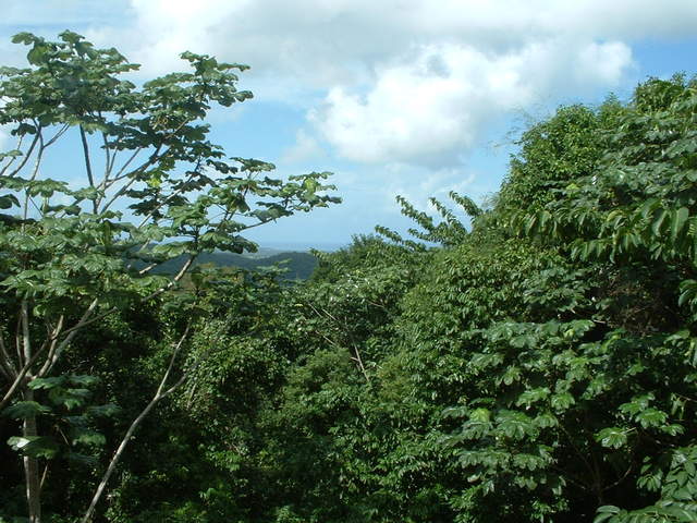 Landscape photo taken at El Portal Tropical Forest Center