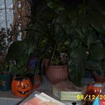 Picture_0005.jpg