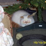 Picture_0012.jpg