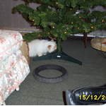 Picture_0013.jpg