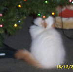 Picture_0015.jpg