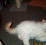 Kitten Gizmo