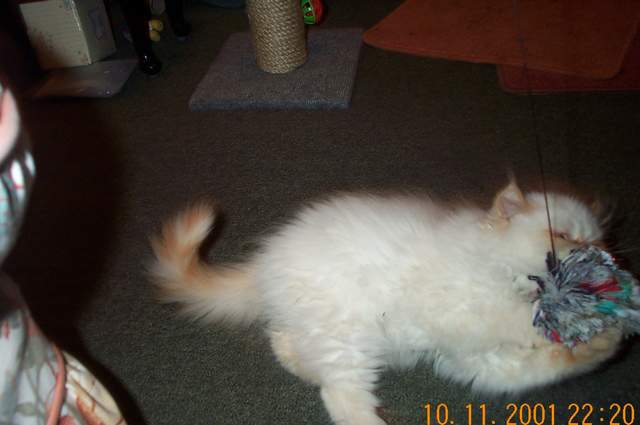 Kitten Gizmo